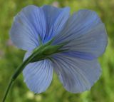 Linum nervosum. Цветок (вид со стороны чашечки). Белгородская обл., Губкинский р-н, запов. «Белогорье», Ямская степь. 10 июня 2009 г.