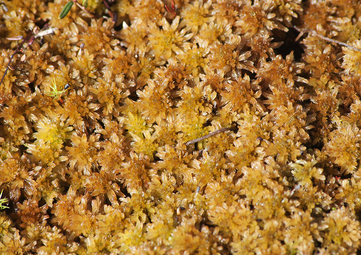Image of Sphagnum lindbergii specimen.