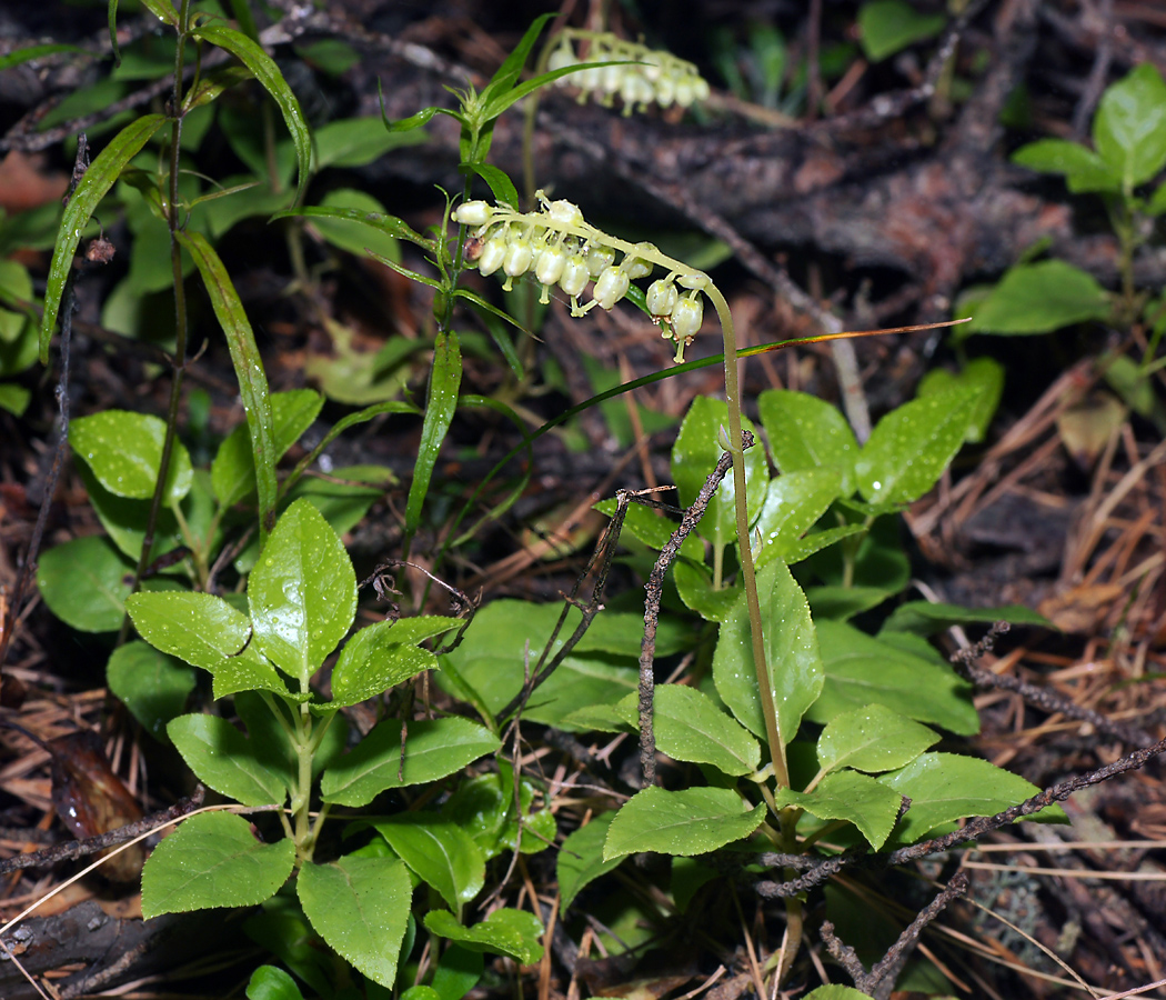 Изображение особи Orthilia secunda.