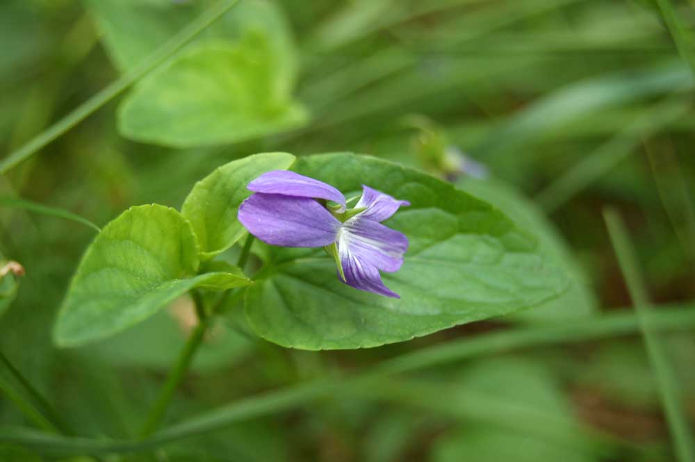 Изображение особи Viola mauritii.