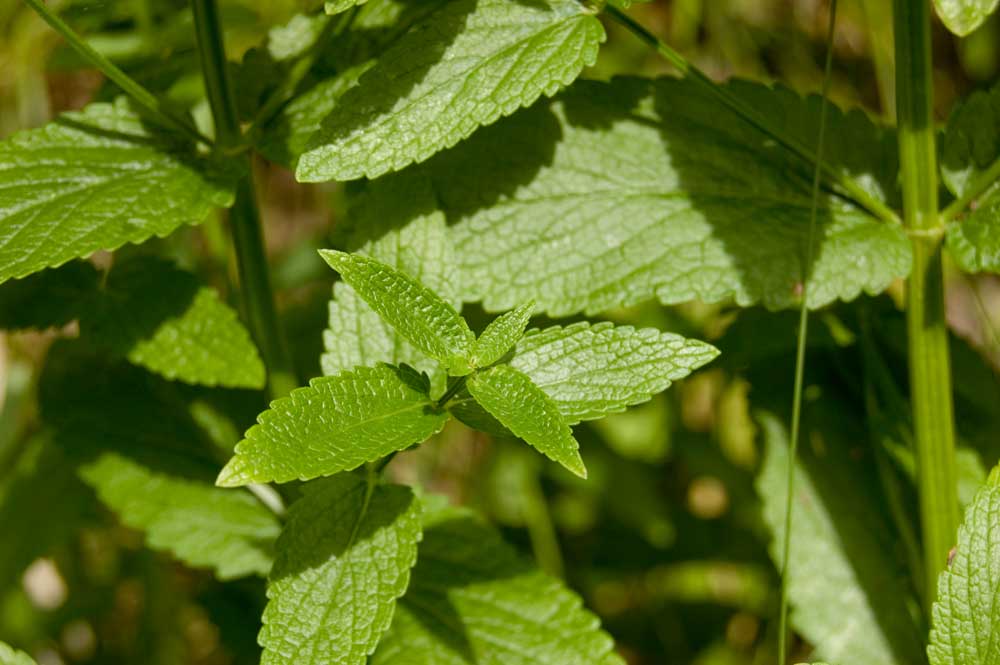 Изображение особи Nepeta nuda.