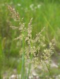 Agrostis gigantea