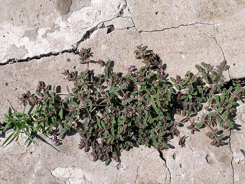 Image of Euphorbia maculata specimen.