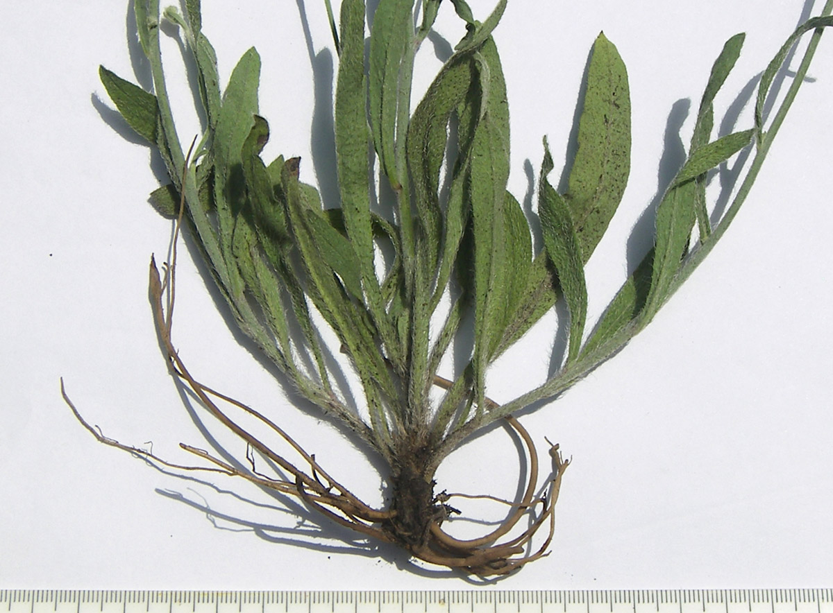 Image of Pilosella echioides specimen.