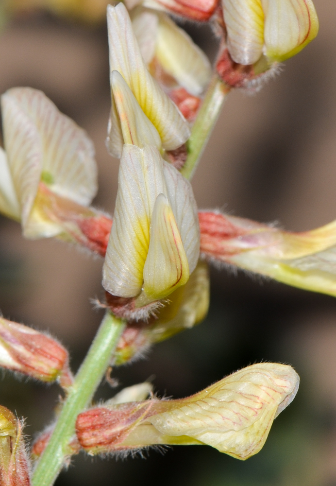 Изображение особи Onobrychis ptolemaica.