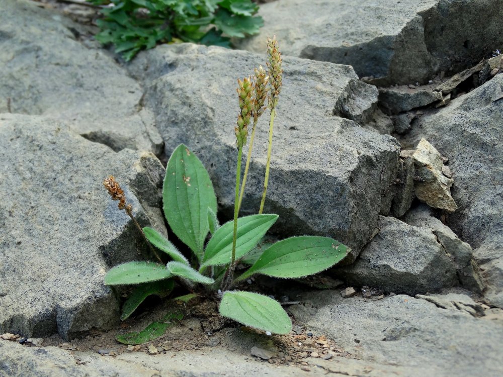 Изображение особи Plantago camtschatica.