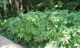 Sambucus ebulus. Заросли плодоносящих растений. Узбекистан, г. Ташкент, Ботанический сад им. Ф.Н.Русанова. 01.09.2016.