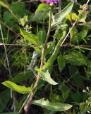 Centaurea jacea