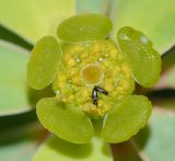 Euphorbia balsamifera. Циаций с тычиночными цветками и питающимися трипсами. Испания, автономное сообщество Канарские острова, о-в Фуэртевентура, провинция Лас Пальмас, муниципалитет Ла Олива, восточные окр. пос. Эль Котильо, предгорная равнина, пояс суккулентных кустарников. 09.03.2016.