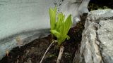 Veratrum lobelianum