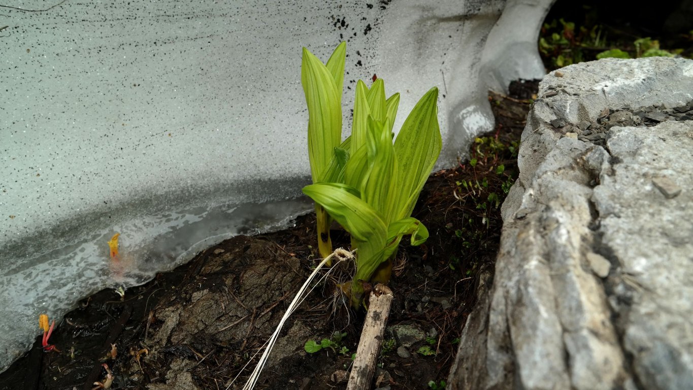 Изображение особи Veratrum lobelianum.