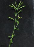 Arabidopsis thaliana