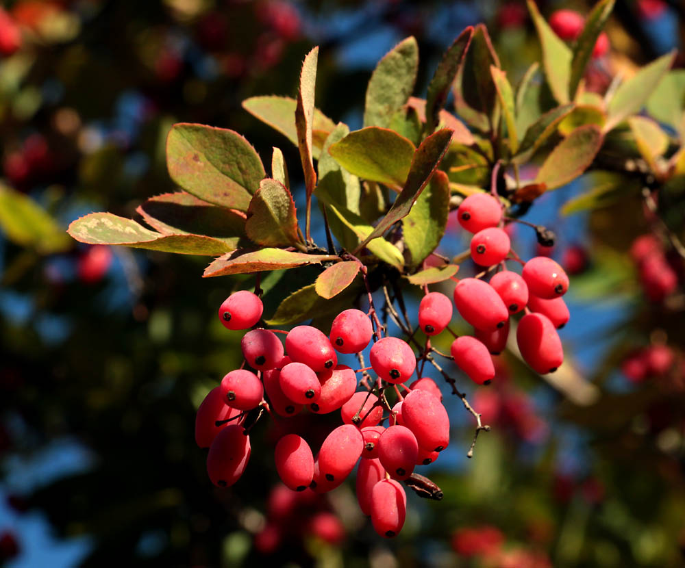 Image of Berberis vulgaris specimen.