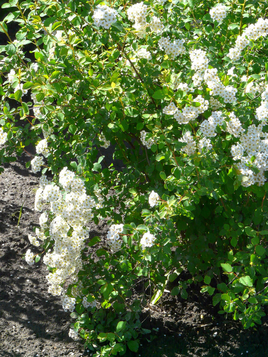 Изображение особи Spiraea &times; vanhouttei.