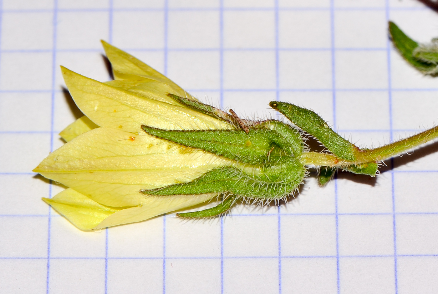 Image of Campanula sulphurea specimen.