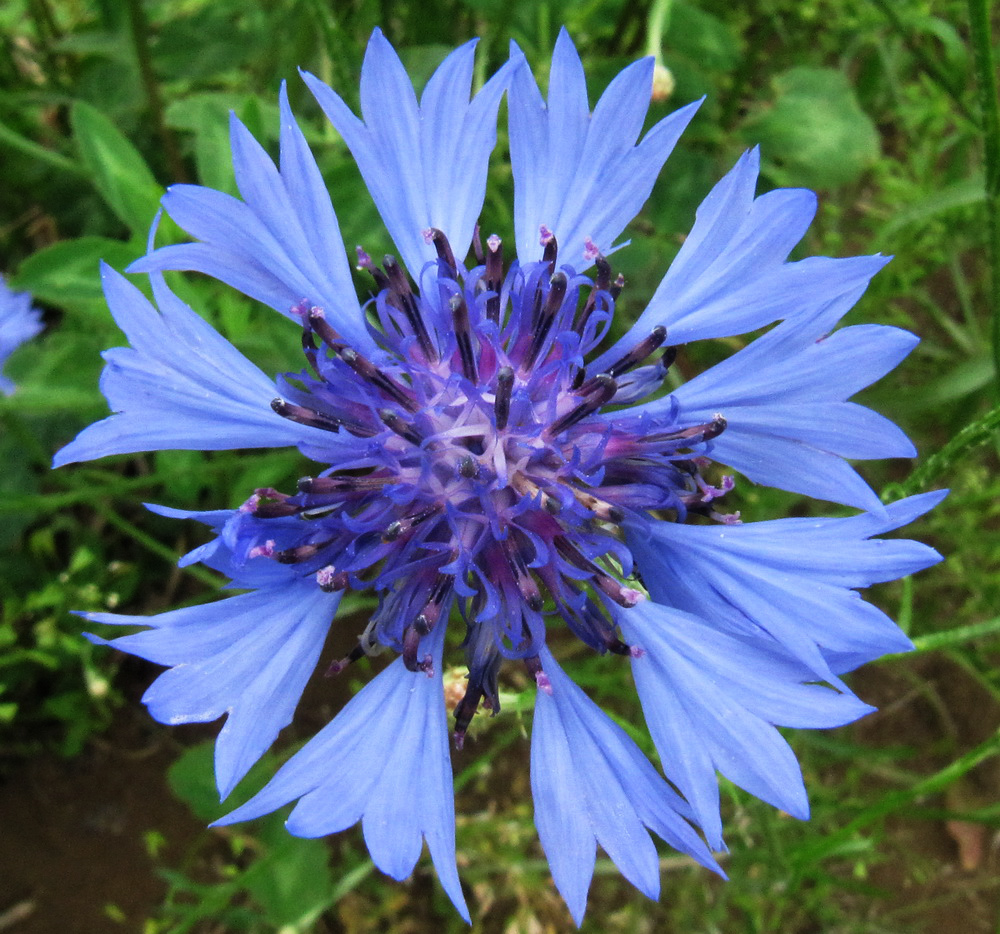 Изображение особи Centaurea cyanus.