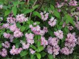 Deutzia × hybrida. Побеги с соцветиями. Республика Татарстан, г. Казань, Успенский Зилантов монастырь, в культуре. 18.06.2015.