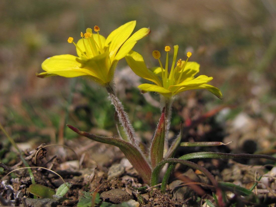 Image of Gagea granatellii specimen.