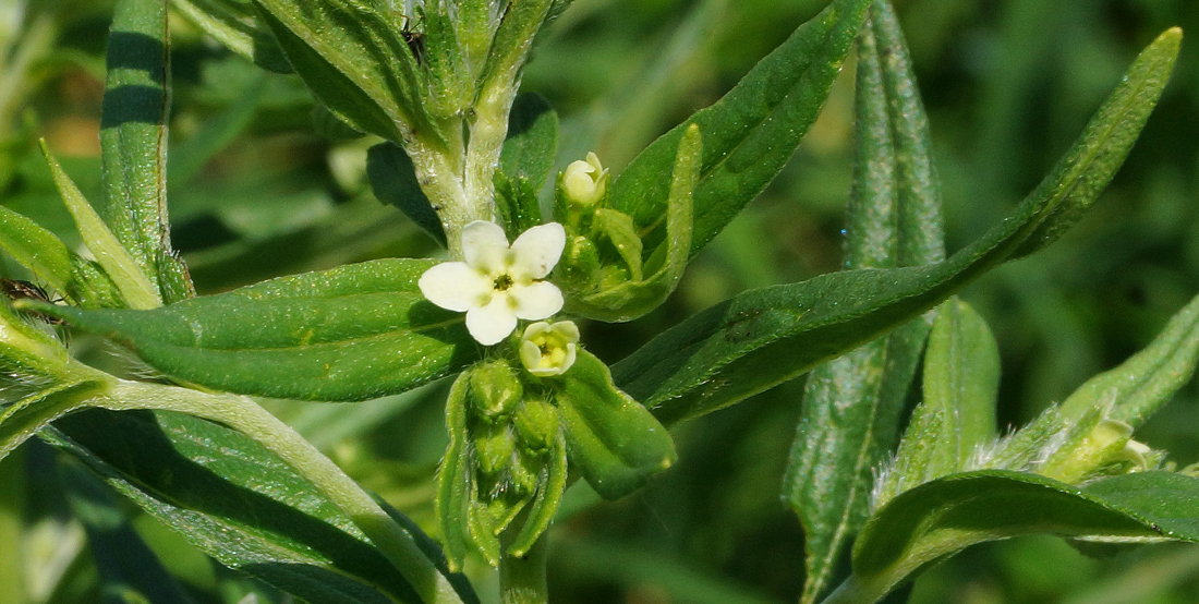 Изображение особи Lithospermum officinale.