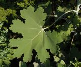 Macleaya microcarpa