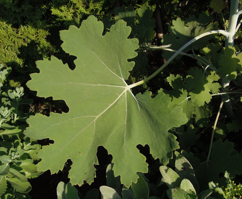 Image of Macleaya microcarpa specimen.