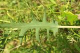 Lactuca indica
