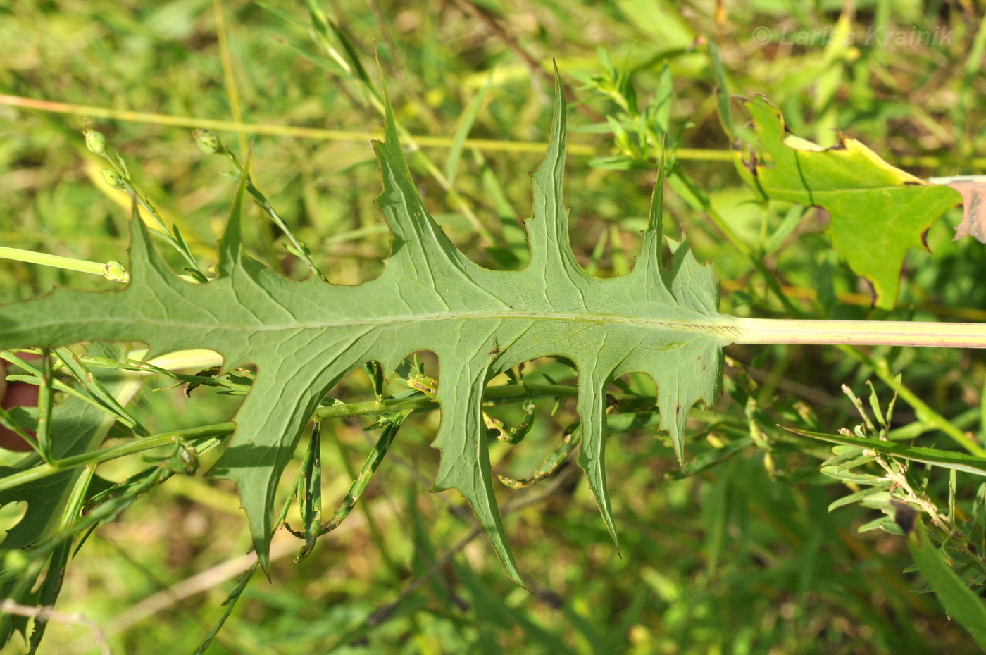Image of Lactuca indica specimen.