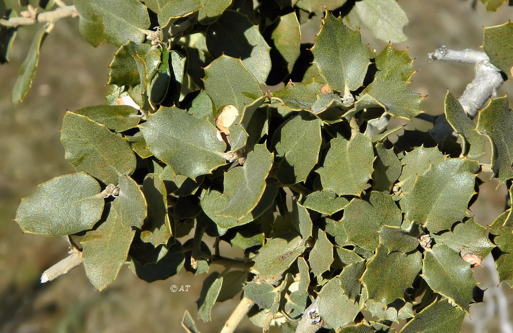 Image of Quercus rotundifolia specimen.