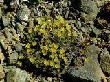 Stellaria sibirica. Цветущие растения. Магаданская обл., окр. Магадана, пос. Снежная Долина, истоки р. Дукча, Дукчинский перевал, каменистая тундра. 15.06.2008.