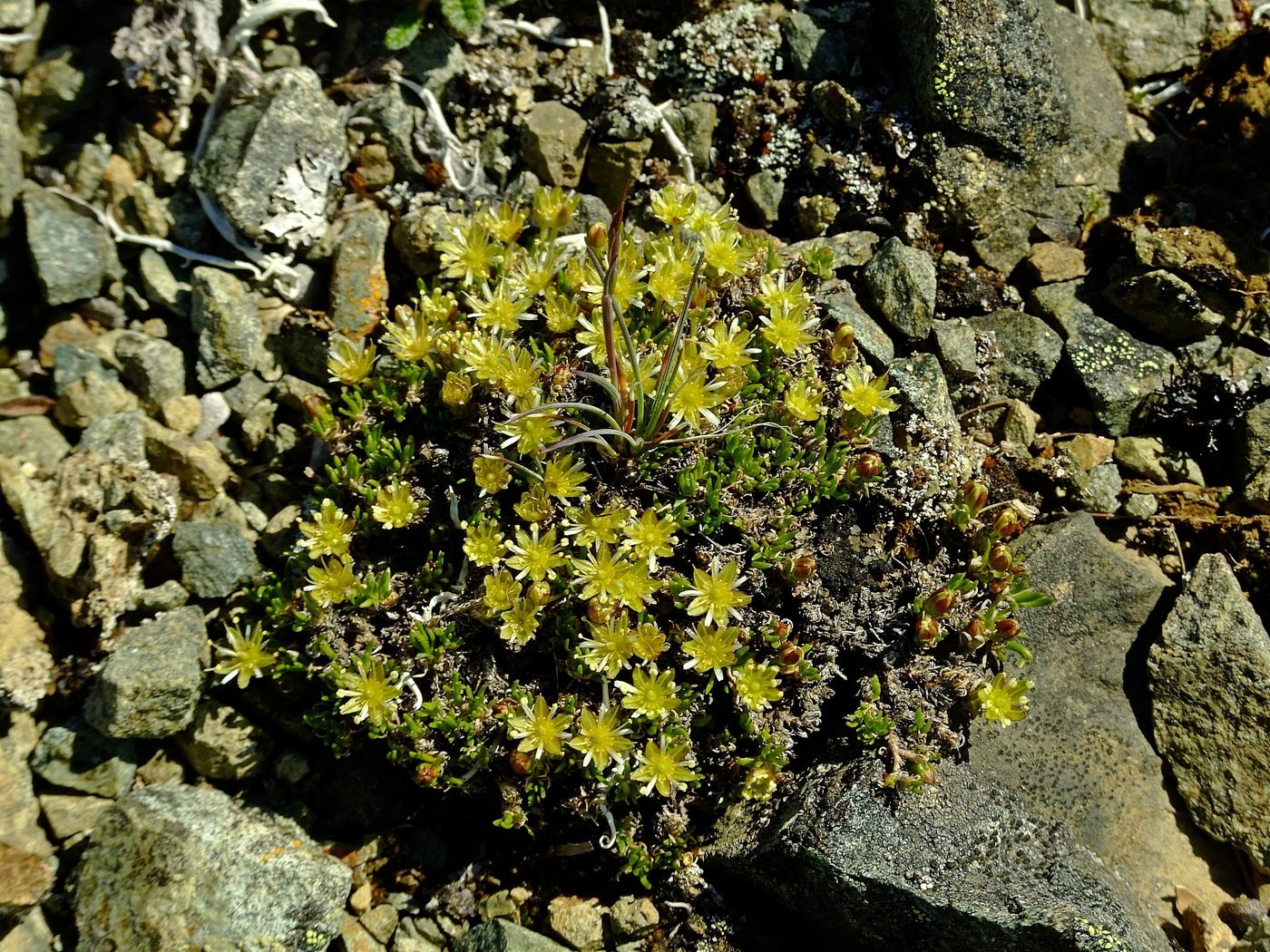 Изображение особи Stellaria sibirica.