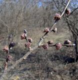 Ulmus minor