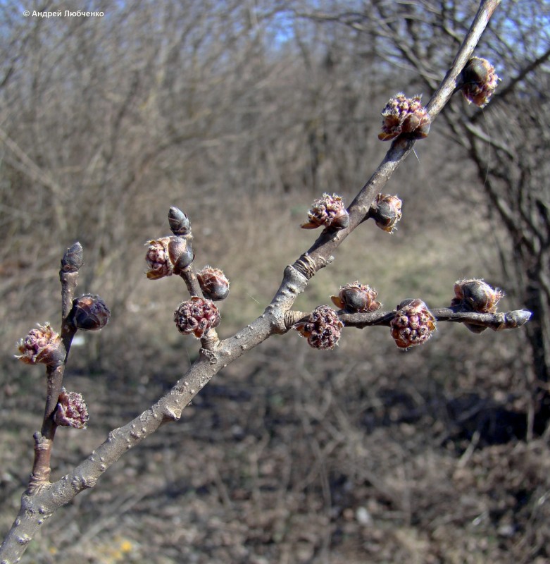 Изображение особи Ulmus minor.