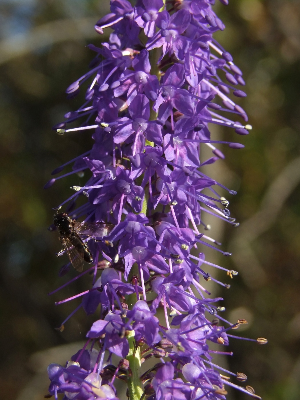 Изображение особи Veronica longifolia.