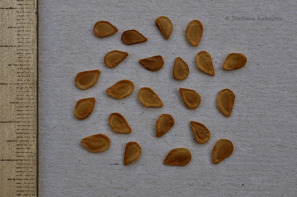 Image of Fritillaria pallidiflora specimen.