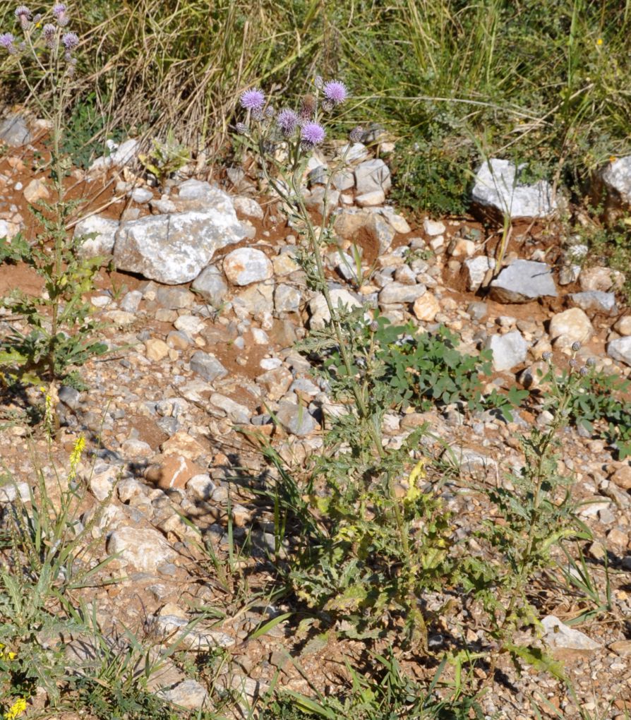 Image of Cirsium arvense specimen.