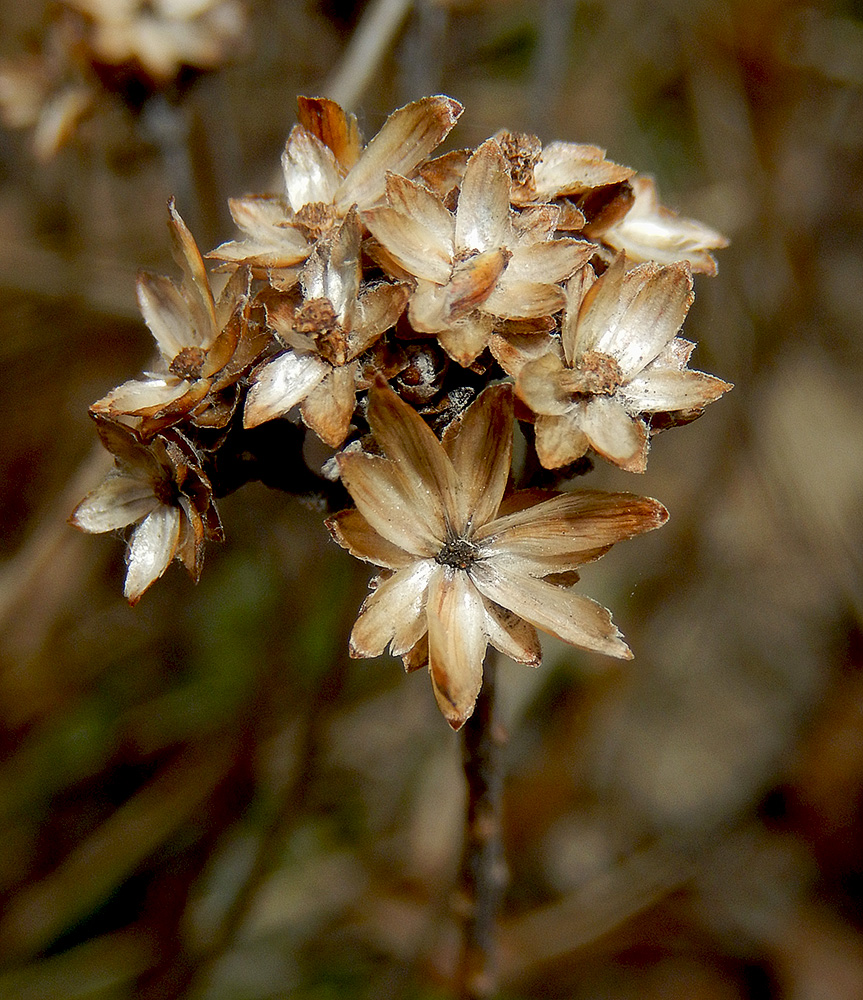 Изображение особи Galatella villosa.