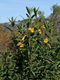 Mimulus aurantiacus