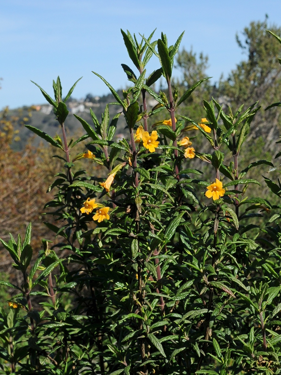 Image of Mimulus aurantiacus specimen.