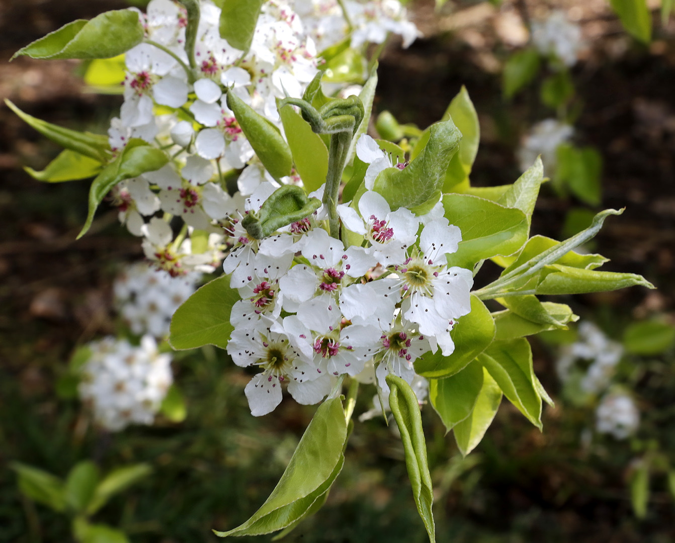 Image of genus Pyrus specimen.