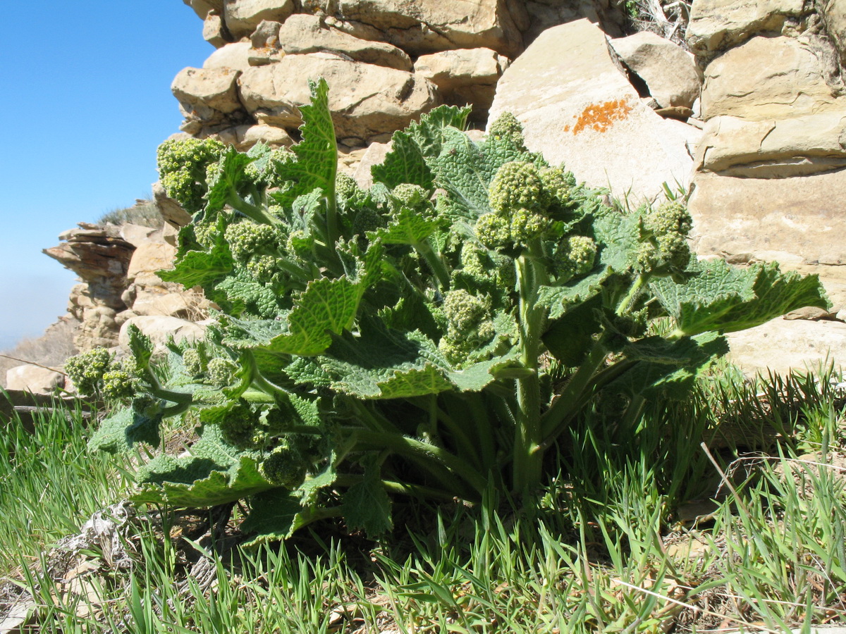 Image of Crambe kotschyana specimen.