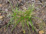 Carex ericetorum