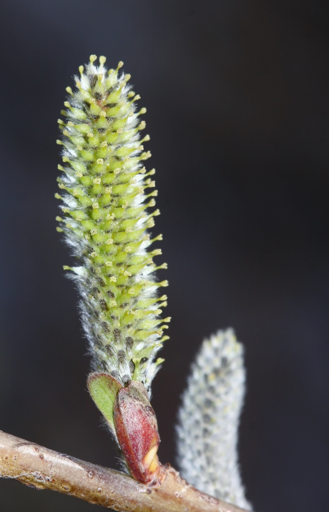 Изображение особи Salix siuzewii.