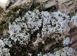 genus Physcia
