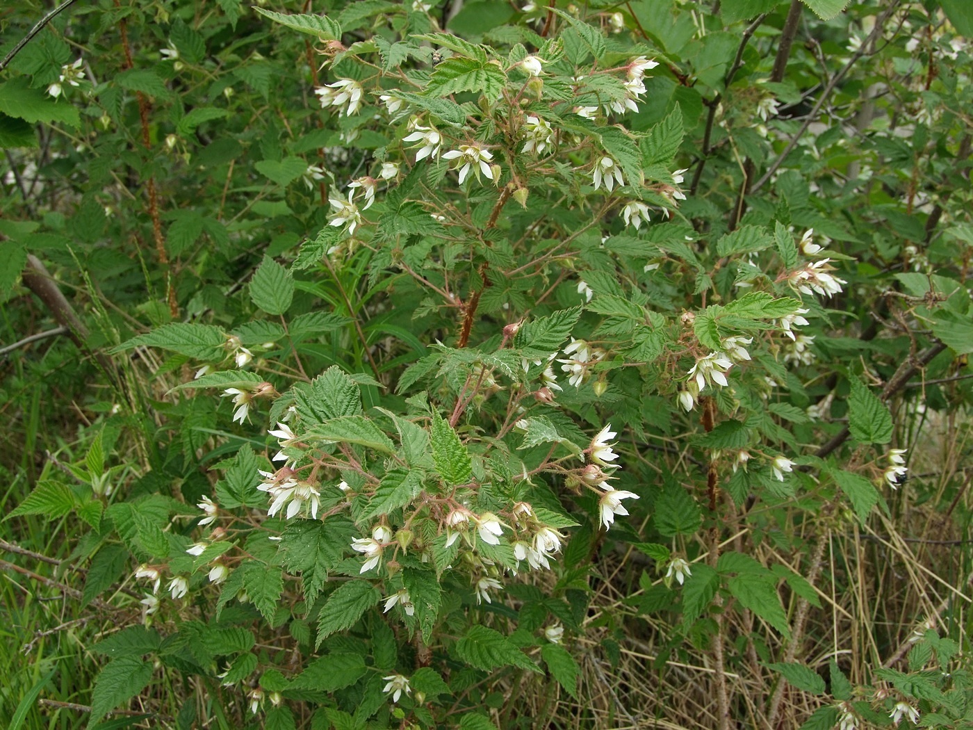 Изображение особи Rubus matsumuranus.