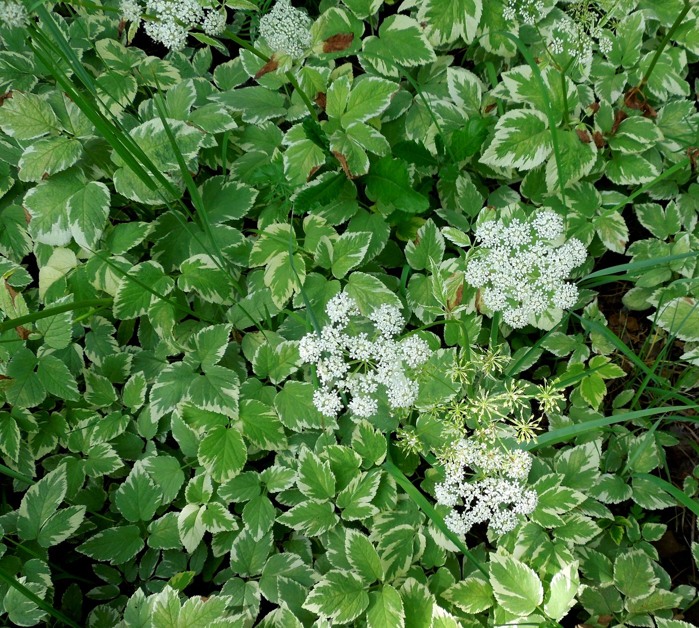 Image of Aegopodium podagraria specimen.