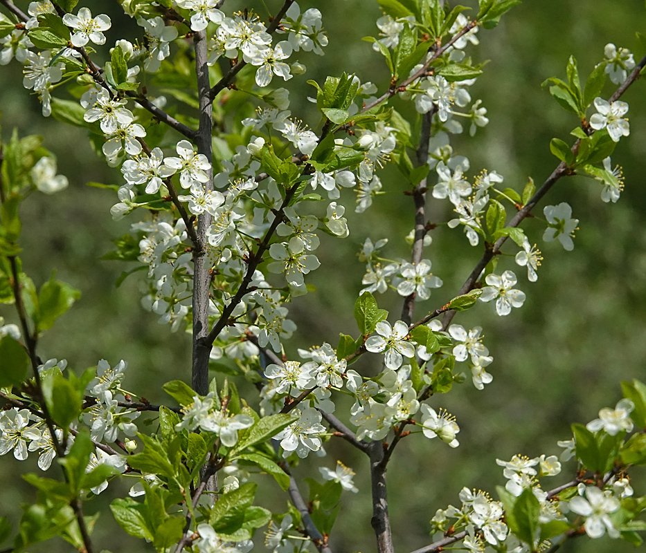 Image of Prunus domestica specimen.