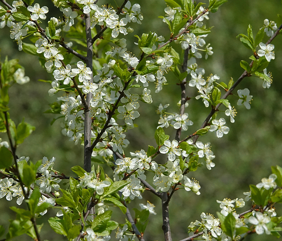 Изображение особи Prunus domestica.