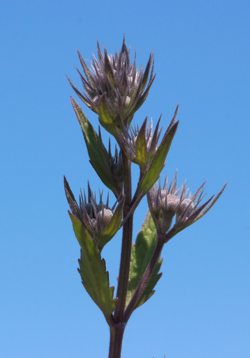 Image of Nepeta parviflora specimen.