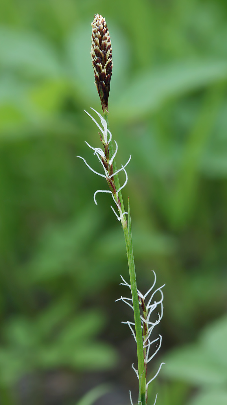 Image of Carex pilosa specimen.