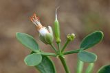 Zygophyllum oxianum